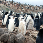 Chinstrap Penguins