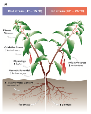 Diagram.