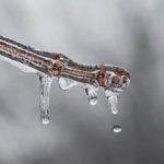 A close up water dripping off of a branch
