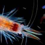 A close up of an animal