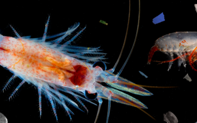 A close up of an animal
