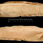 Eel cod