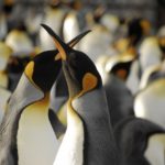 A close up of a penguin