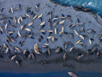 Aerial shot of St Andrews Bay in South Georgia
