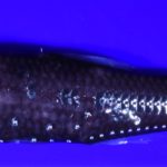 A close up of a fish
