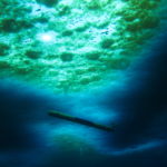 A fish swimming under water
