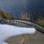 A lamprey on a rock