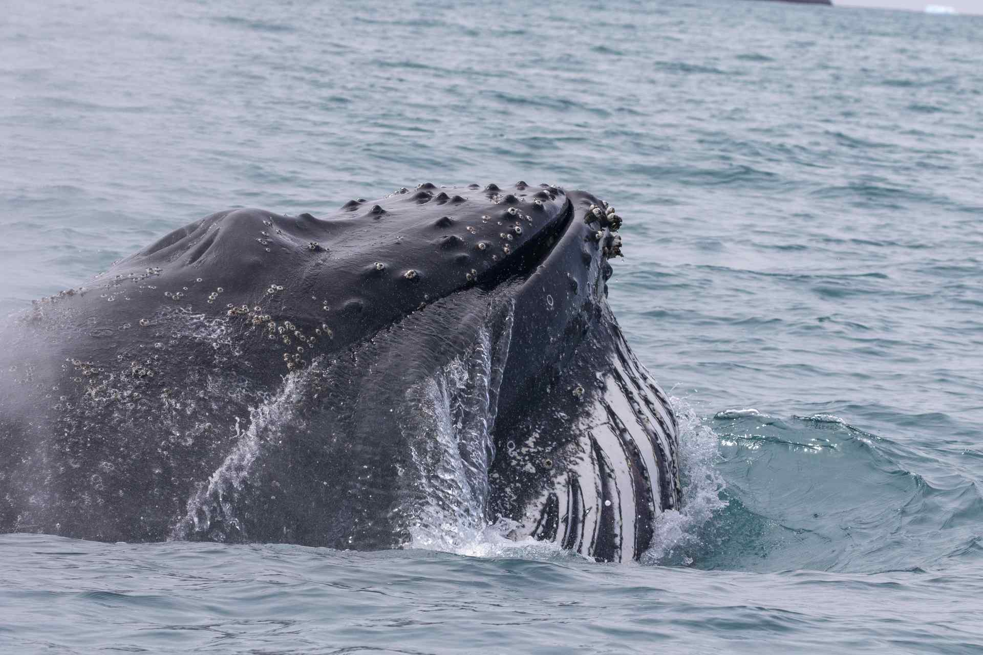 A whale in the sea.
