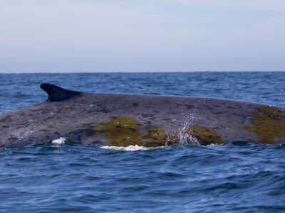 A blue whale swimming in the ocean