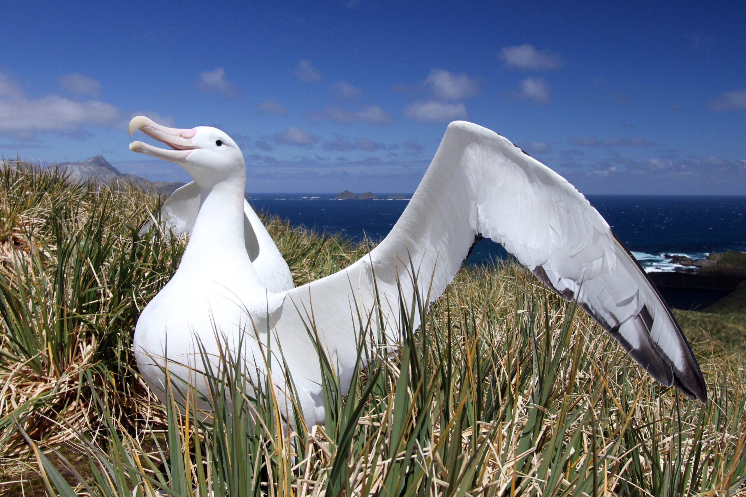 A bird standing next to a body of water