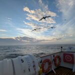 Birds soar over the back of a boat