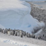 A herd of sheep walking across a snow covered mountain