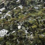 A close up of a rock with moss growing on it