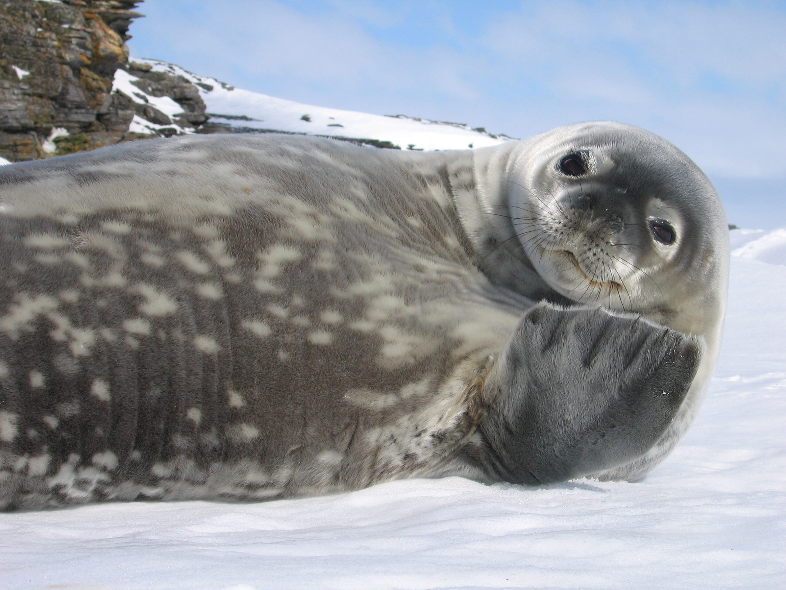 A close up of a seal lying on its side on the snow, looking at the camera.